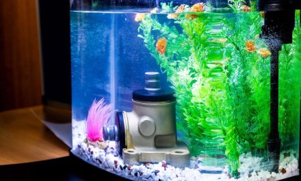 Should you put a bevel box in a fish tank?